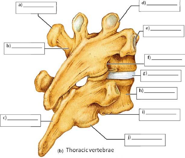 (b) thoracic and (c)