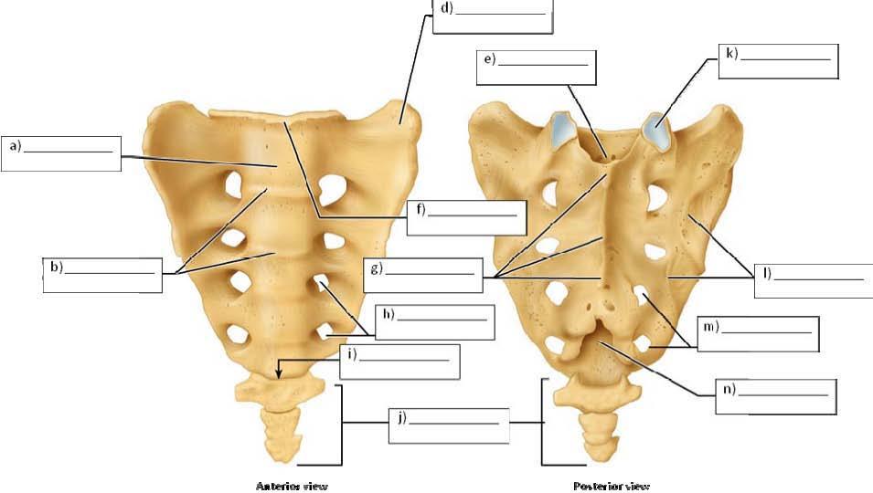 6. Label the parts of the sacrum: