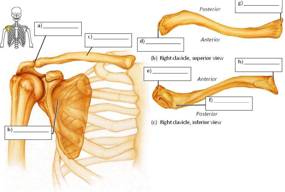 Olecranon Process Coronoid Process Head Radial Notch Styloid Process Wrist and Hand: Carpal Bones (8): Scaphoid Lunate Triquetral Pisiform Trapezium Trapezoid Capitate Hamate