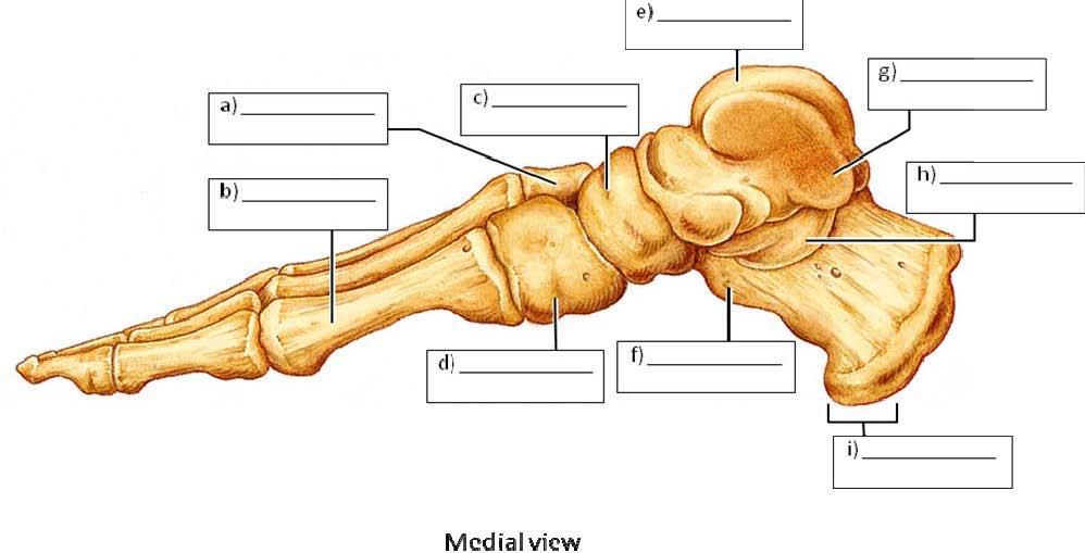 5. Label the features of the medial surface of the left foot. 6.