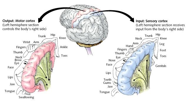 movements Sensory Cortex area at the front of the parietal