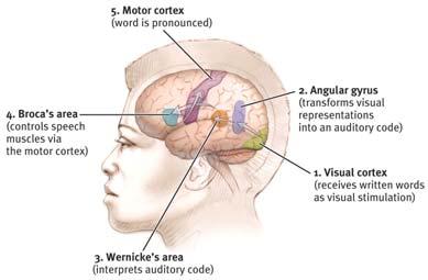 The Cerebral Cortex Aphasia impairment of language, usually caused by left hemisphere damage either to Broca s area