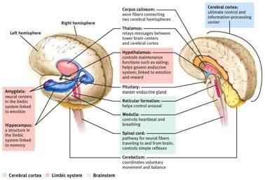 Brain Structures and their Functions The Endocrine System Endocrine System the body s slow chemical communication system a set of glands that secrete hormones into the