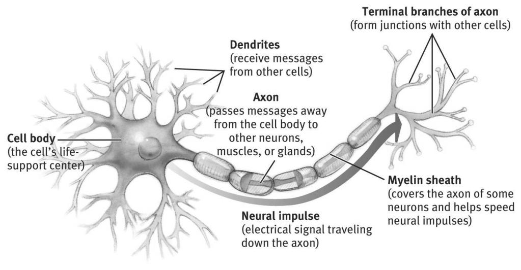 The brain C2:1 Axonal Transmission Synaptic Transmission Model Neuron Skeletal Peripheral Sympathetic Neuroscience Nervous System Autonomic Central Brain Methods Primitive Cerebral Cortex C2:2
