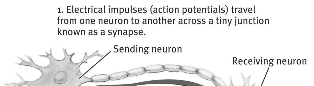 this junction is called synaptic gap or cleft - Neurotransmitters (+1 ) Chemical messengers that traverse synaptic gaps between neurons When released by