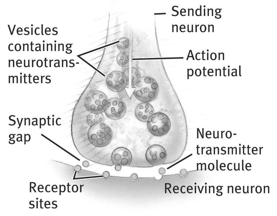 neural impulse Reuptake: Neurotransmitters in synapse reabsorbed into sending neurons C2:11 C2:12 - Acetylcholine [ah-seat-el-ko-leen] Neurotransmitter