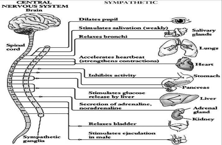 The Nervous System C2:19 The Nervous System C2:20 - Skeletal (Somatic) Nervous System Division of
