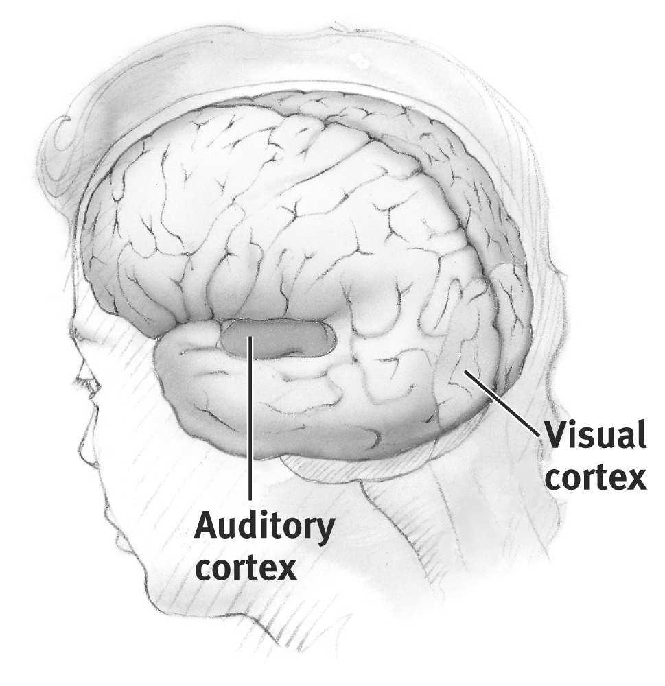 cortex activated by light shown in subject s eyes` Areas not