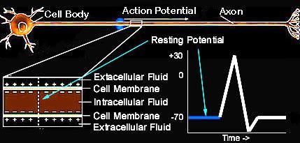 Resting Potential At rest, the inside of the cell is at -70 microvolts With inputs to dendrites inside becomes more positive If resting