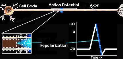 Repolarization follows After depolarization potassium (K + ) moves out restoring the inside to a negative voltage