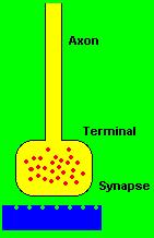 Neural Communication Synapse [SIN-aps] junction between the axon tip of the sending neuron and the dendrite or cell body of the receiving neuron tiny gap at this junction is called the synaptic gap
