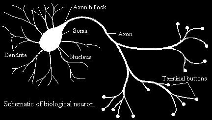 Neural Communication Neuron a nerve cell the basic building Soma