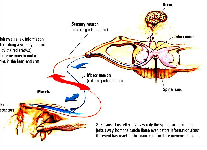 The Nervous System Reflex a simple, automatic, inborn response to a sensory stimulus Brain Sensory