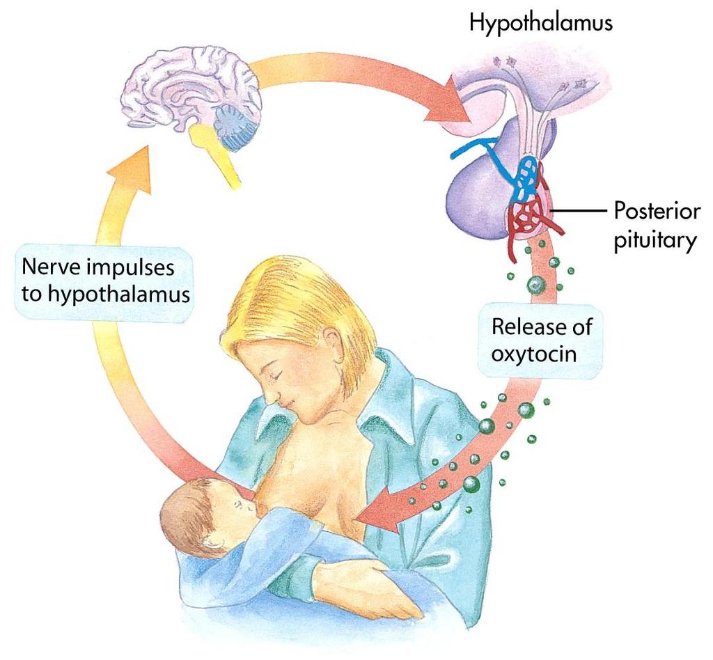 Hypothalamus and Hormones Hypothalamus releases hormones or