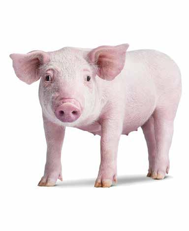 How to raise pigs Tips