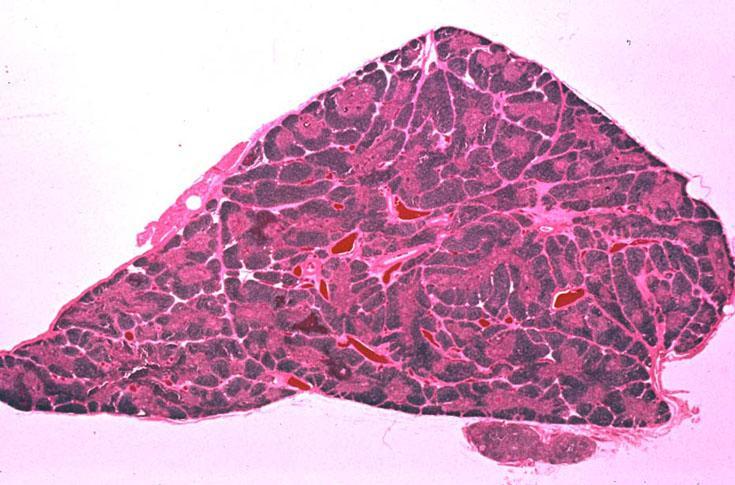 The gland is organized into numerous lobules. Each lobule contains a dark-staining outer cortex.