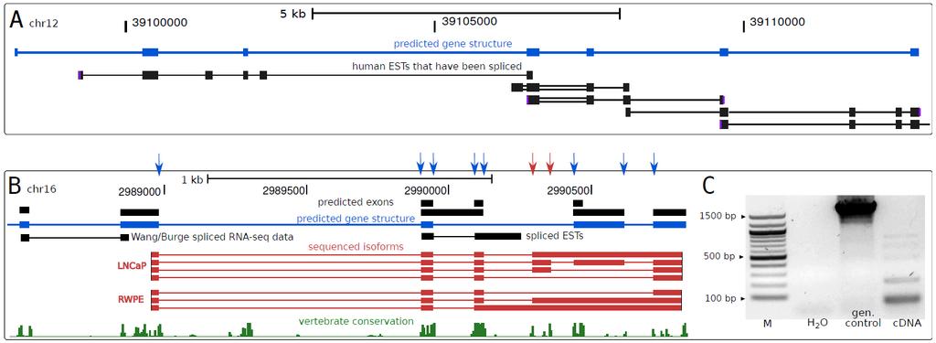 Long ncrnas: experimental evidence B: RT-PCR +