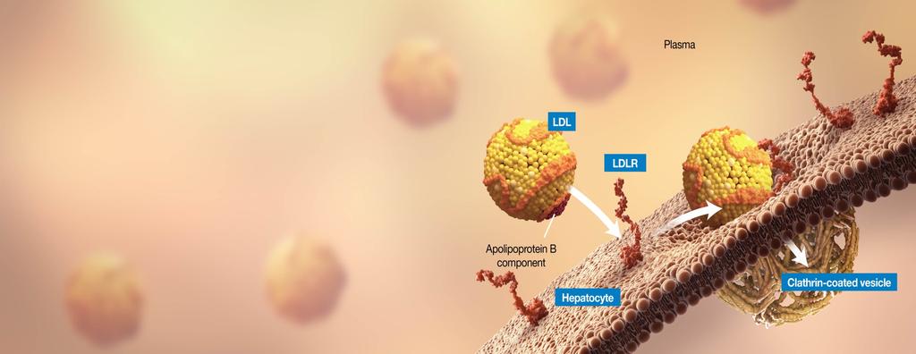 Hepatic LDLRs Play a Central Role in Cholesterol Homeostasis LDL LDL particles consist mostly of cholesteryl esters packaged with a protein moiety called apolipoprotein B (apob), with 1 apob molecule