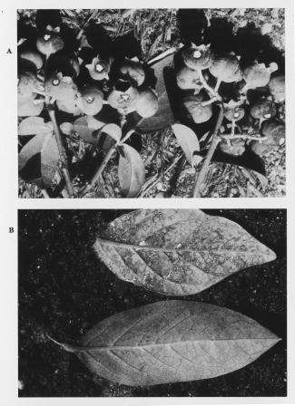 Fig. 1. Phytotoxicity of Diazinon AG600 and Captec 4L mixture (Expt. 1) on (A) fruit and (B) leaves. The bottom leaf in (B) is from untreated control. treatment application in all treatments.