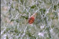 Etoxazole European red mite Mite growth inhibitor Acts primarily as an ovicide (kills eggs)