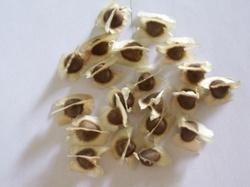 Moringa Oil Seeds