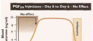 lpha injection day 0 6 no effect normal estrous cycle estrus every 21 days injection day 6-17 cows in estrus in 3 days lpha can be used to synchronize estrus for artificial insemination and