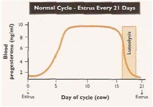 After estrous synchronization, using intramuscular progesterone administration following treatments were studied: Group 1 (control); ewes that received only saline, Group 2; ewes that received 1000