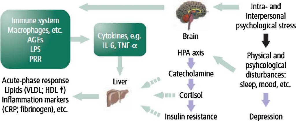 Possible pathophysiological pathways linking depression and diabetes