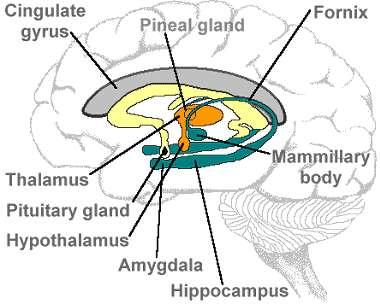 Warning: Science Content Low Road Amygdala Developed early in our evolution Survival Flight/Freeze/Fight reflex High Road Hippocampus/ Cortex Developed later in our evolution