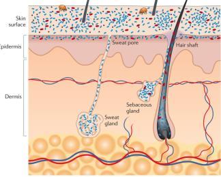 2013 The Microbiome of the Skin: A Close