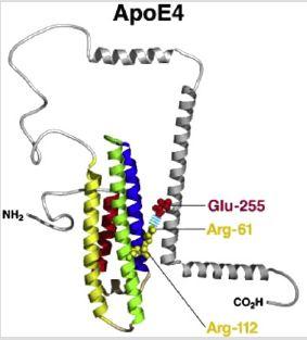 Apolipoprotein E4 (APOE-4) APOE: class of proteins involved in the metabolism of fats in the body Produced by the liver in peripheral tissues; produced by astrocytes in the brain.
