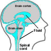Cerebrospinal Fluid (CSF) What is CSF?