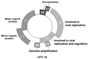 HPV has genes that help lead to cancer E6: binds to p53 which makes it so p53 cannot cause apoptosis and regular cell cycle E7: binds