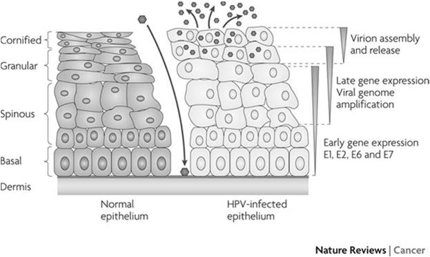 HPV uses epithelium to replicate and become able to cause new infections High Risk HPV is can important cause of cancer Between 2006 and 2010 about 33,200 HPV-associated cancers were reported by the