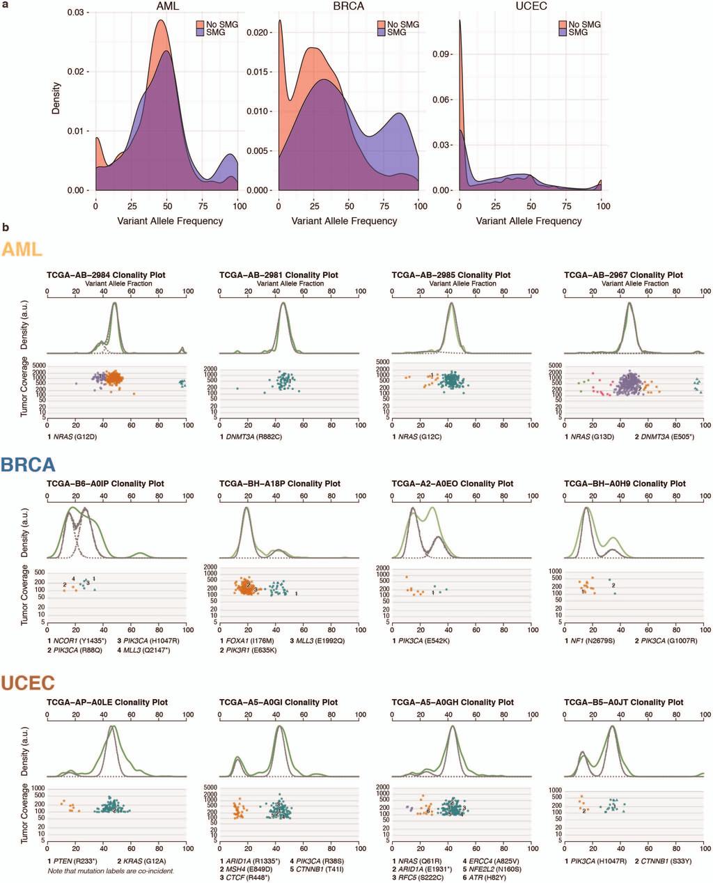 RESEARCH ARTICLE Extended Data Figure 8 Mutation expression and tumour clonal architecture in AML, BRCA and UCEC. a, Density plots of expressed VAFs for mutations in SMGs (blue) and non-smgs (red).