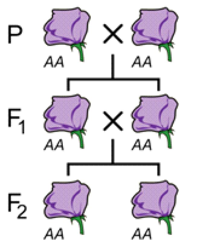 Slide 37 / 47 30 What are the genotypes of the parents in level 1, in the above pedigree?