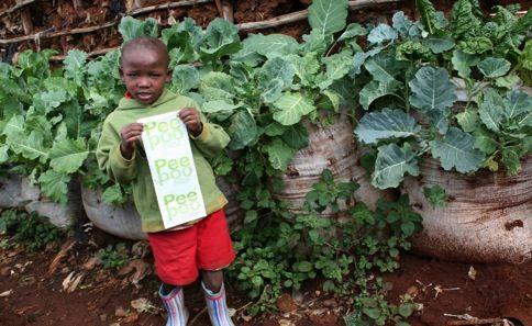 Use as Fertiliser Peepoo Demonstration Gardens at Bethel School, Kibera,