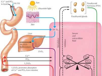 Vitamin D Vitamin D is a steroid hormone that may be produced endogenously or via dietary sources Ultraviolet light converts 7-dehydrocholesterol in the skin to cholecalciferol (vitamin D3).