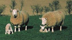 Fine wool producing breeds especially the Merino tend to be highly stress susceptible (7, 8) leading to reduction of glycogen, high ph and poor meat quality.