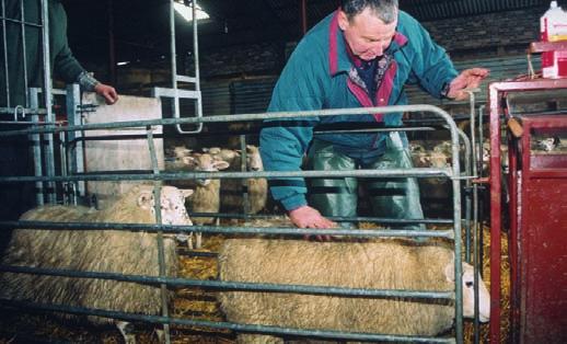 The Soay lambs are reported to produce tougher meat than Welsh Mountain and Suffolk animals (1, 2), and Herdwick at 8 months of age was reported more tender than Suffolk at 6 months of age (3).