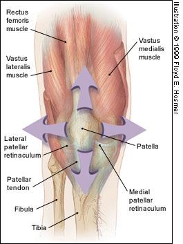 Anathomy and Biomechanic Dynamic Stabilizers: - Quadriceps tendon, Patellar tendon, Vastus medialis obliquus (VMO), Vastus lateralis, and Ilio=bial band.