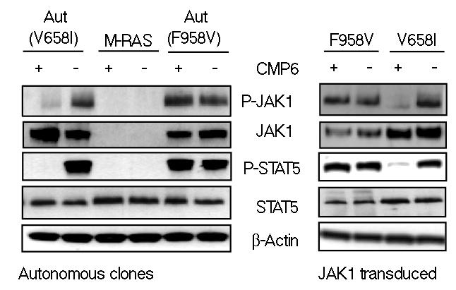JAK1 F958V is resistant to JAK inhibitor I