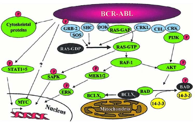 Chronic Myeloid Leukemia (CML) and BCR-ABL The BCR-ABL fusion protein activates several