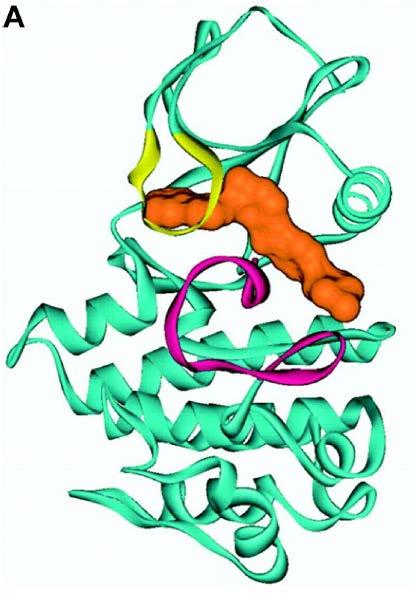 Chronic Myeloid Leukemia (CML) and BCR-ABL Crystal structure of ABL tyrosine kinase with Imatinib (orange) bound. Abl can be inhibited with tyrosine kinase inhibitors.