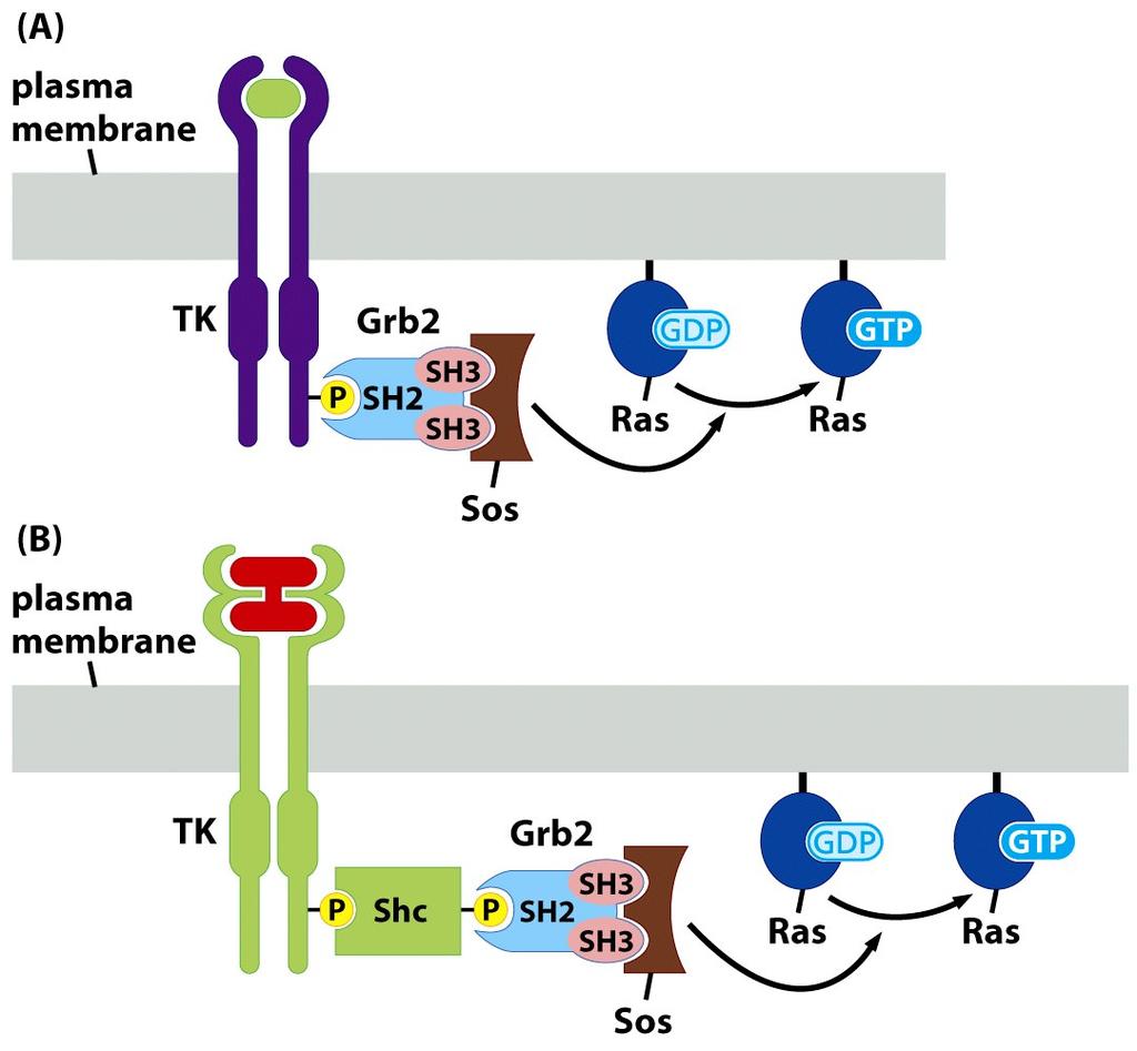 Targeting MAPK pathway in Cancer (C) Ras-GTP Raf inhibitors MEK inhibitors T T Raf MEK
