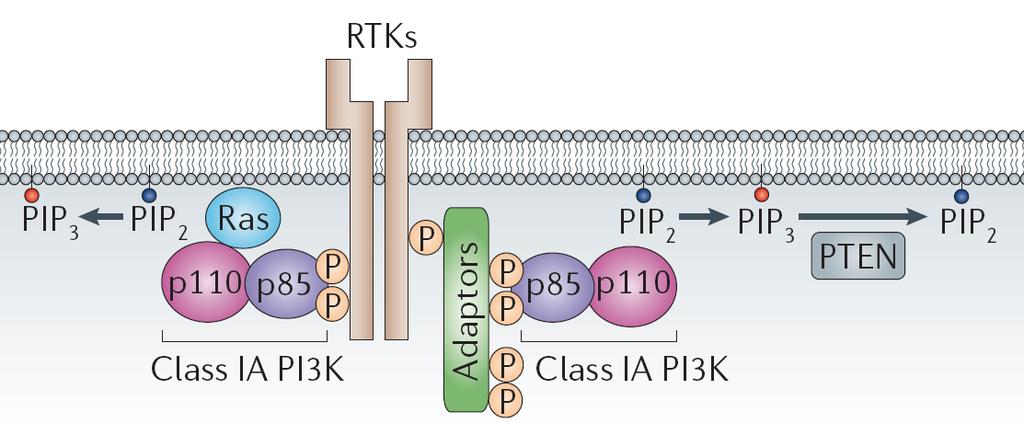 Targeting the PI 3-kinase/Akt pathway AKT From Engelman, Luo, and