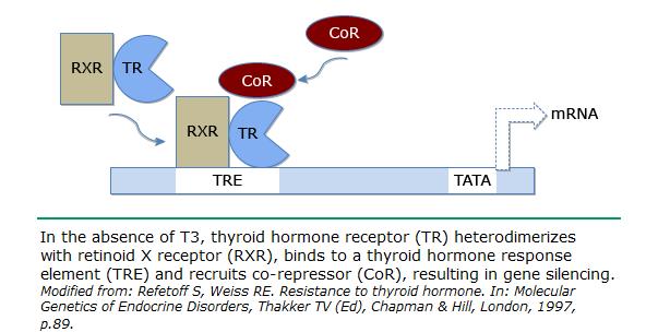 Nuclear Hormone Receptors Nuclear hormone receptors bind ligands like steroids, thyroid hormone, retinoids, etc.