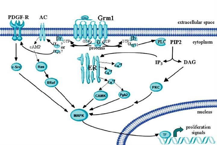 G-Protein Coupled Receptors in Melanomas Metabotropic glutamate receptors (mglur) are GPCR s.