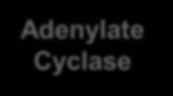 Adenylate Cyclase