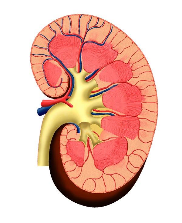EPO Deficiency causes Anemia of Chronic Kidney Disease EPO Bone Marrow Kidney